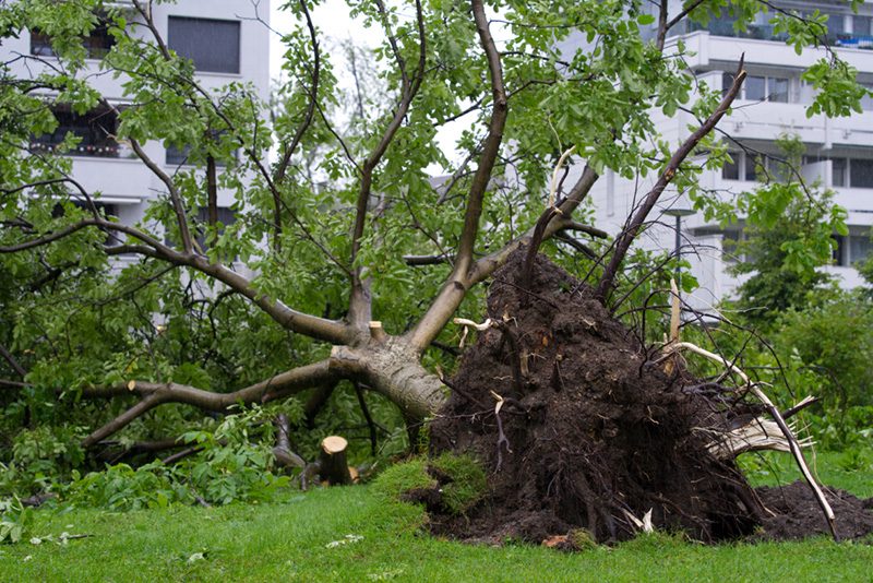 NEED HELP WITH STORM DAMAGE?